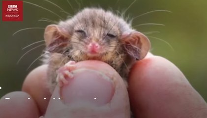 Little pygmy, posum terkecil di dunia kembali ditemukan di Australia