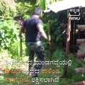8-ft-Long King Cobra Rescued In Shivamogga