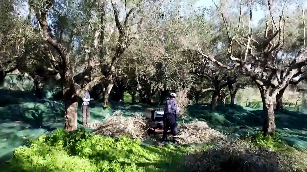 Olivenernte in Griechenland: Corona-Beschränkungen blockieren Saisonarbeiter