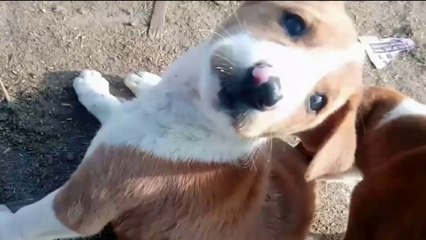 cute little Street puppies|cute acTions