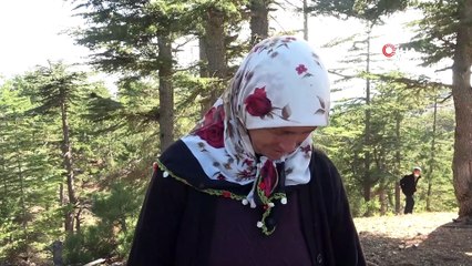 Japonya ve Güney Kore'ye 100 ton sedir mantarı ihraç edildi