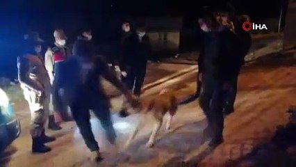 Köpek dövüşüne jandarmadan baskın; köpekler barınağa gönderildi