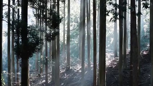 Un énorme xylophone dans les bois de Kyushu japon joue un air de Bach quand une boule de bois roule sur chaque touche