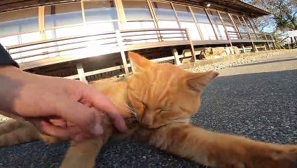 Did you know that there are very cute cats at shrines in Japan?