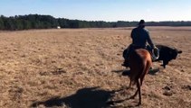 Un cheval apprend à protéger son cavalier des vaches