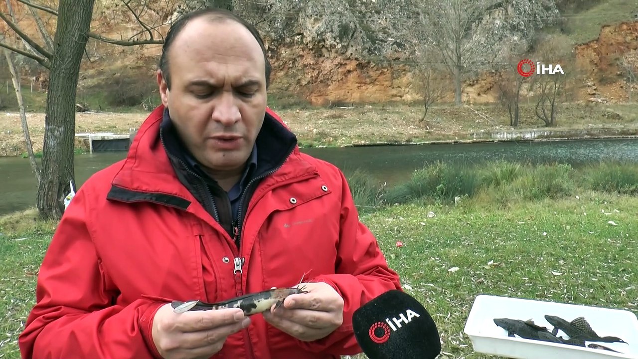 Bu balık suda yürüyebiliyor... Suların kalitesini yok eden istilacı balıklar Eskişehir’de görüldü