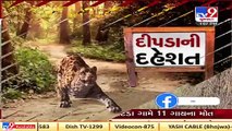Leopard enters residential area in Ghoghamba, haunts people _ Panchmahal   Tv9GujaratiNews