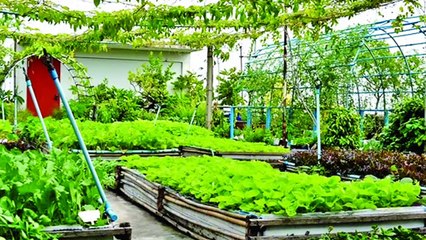 Cultivation of vegetables in home at lackdown