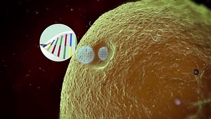 Videografik: So wirken mRNA-Impfstoffe