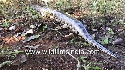 Huge Indian Rock Python (Python molurus) camouflaged in dry leaves, its  belly full from recent feed
