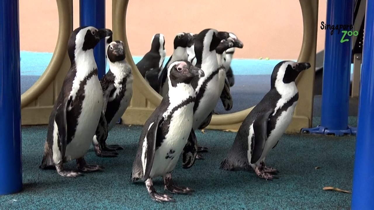 Feel-Good-Countdown, 1: Pinguin-Spaziergang