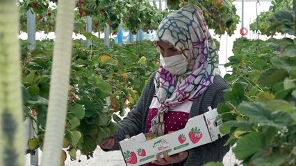Türkiye'nin ilk asansörlü topraksız serasında kış ayında çilek hasadı