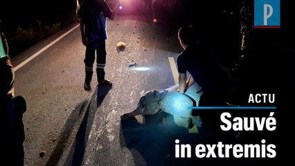 Thaïlande : un éléphanteau sauvé après avoir été percuté par un motard