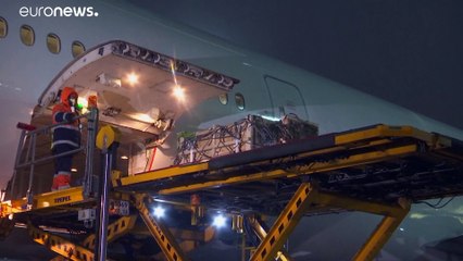 В Россию прилетели леопарды из Швеции