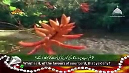Surah Rahman - Beautiful and Heart trembling Quran recitation by Syed Sadaqat