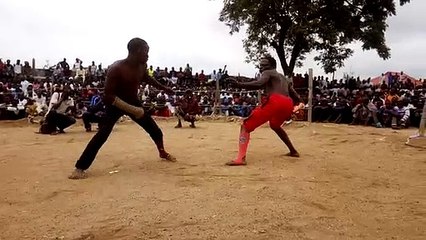 Knockouts dambe horo VS SHAGON mada