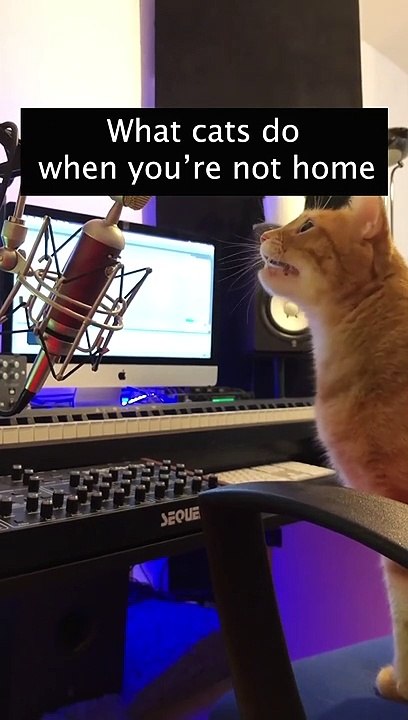 Ce que font chats lorsqu'on n'est pas là