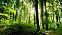 Gene Editing Could Produce Bigger, Faster Growing Trees to Combat Climate Change