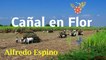 CAÑAL EN FLOR ALFREDO ESPINO  | Poema Cañal en Flor de Alfredo Espino  | Valentina Zoe Poesía