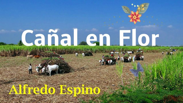 CAÑAL EN FLOR ALFREDO ESPINO | Poema Cañal en Flor de Alfredo Espino | Valentina Zoe Poesía