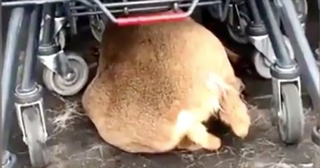 La vidéo d'un chevreuil blessé par des chasseurs jusqu'au parking d'un supermarché indigne