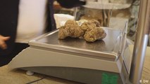 White Alba truffles – a coveted delicacy