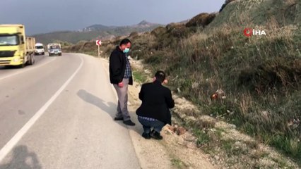 - Hatay’da yol kenarında yaralı tilki bulundu