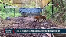 9 Bulan Dirawat, Harimau Corina Dilepasliarkan ke Habitat
