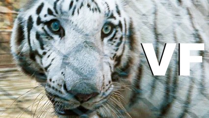 LE TIGRE BLANC Bande Annonce VF (2021)