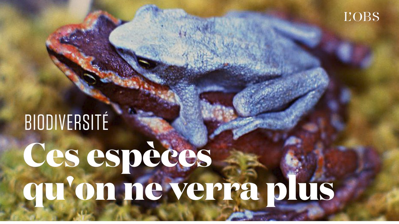 Ces espèces animales et végétales déclarées éteintes en 2020