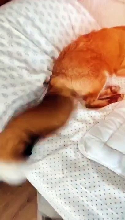 Strange pet