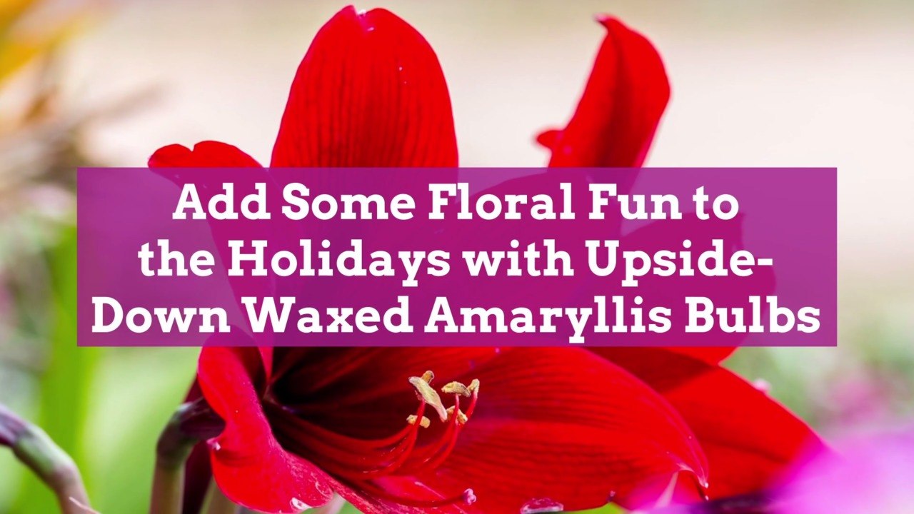 Add Some Floral Fun to the Holidays with Upside-Down Waxed Amaryllis Bulbs