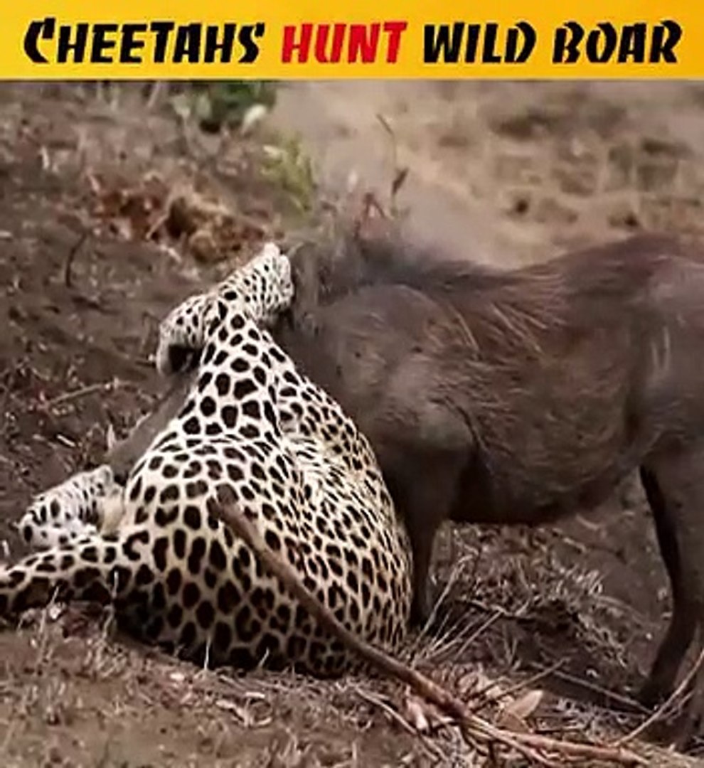 Cheetahs hunt wild roar