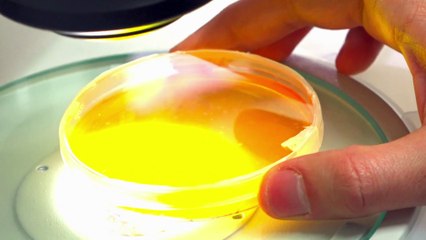 Каталин Карико: РНК-посредник стал заслоном от коронавируса