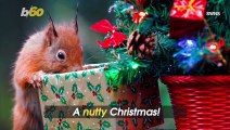 Nutty Christmas! Squirrel Caught Opening Gifts Under a Mini Christmas Tree!