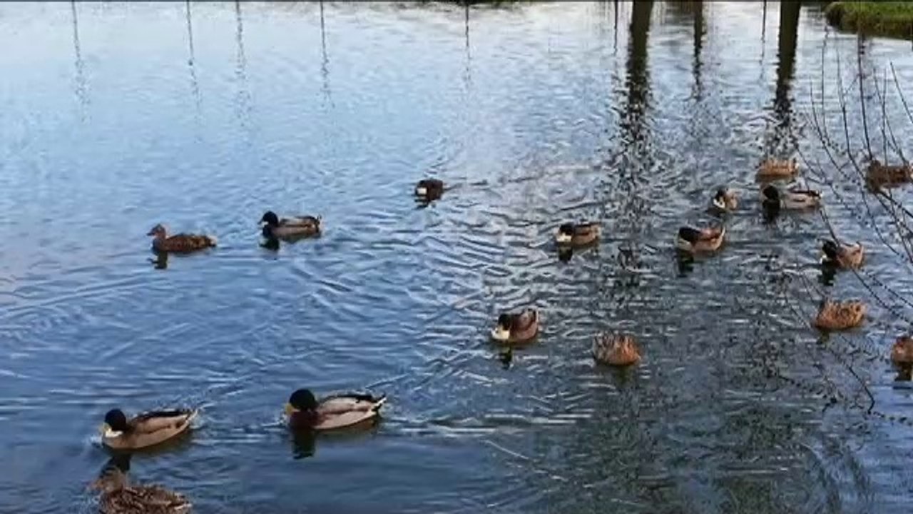 Parc public Marius Rubbens - L'Etang & les Canards