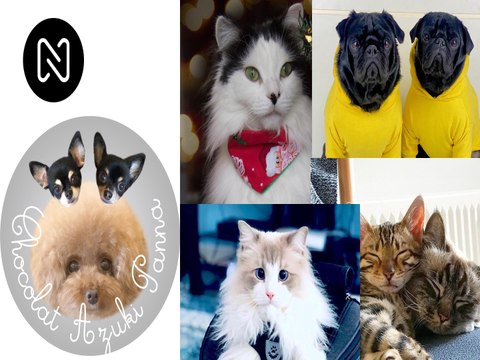 ADORARÁS A ESTOS PELUDOS Y DIVERTIDOS TIKTOKERS, SE HACEN MUY POPULARES.