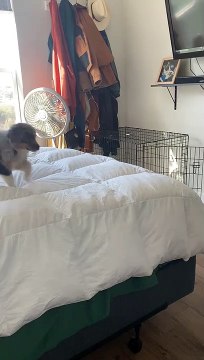 Australian Shepherd Puppy Practices His Jumps