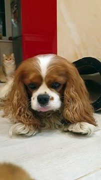 Cavalier King Charles Spaniel Looks After Kittens