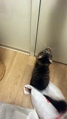 Playful Kitty Tries the Zoomies to Escape Plastic Bag Debacle