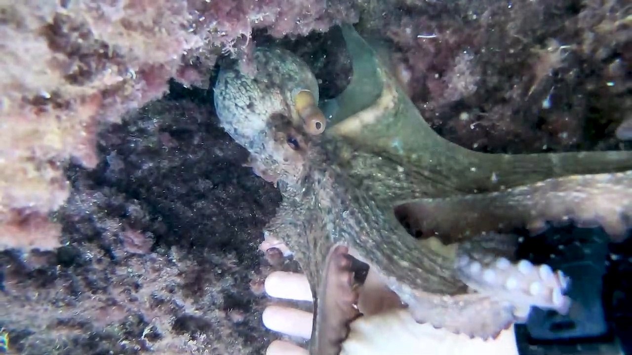 Incredible Encounter with an Octopus