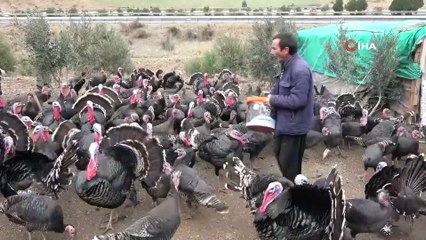 Yılbaşı hindileri el yakıyor