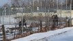 Moose Family Confused By New Military Fence