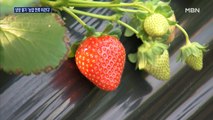 유럽서 농업 한류 이끄는 담양 딸기 '죽향·담향'