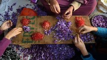 Climate change and coronavirus hit Kashmir's saffron farmers