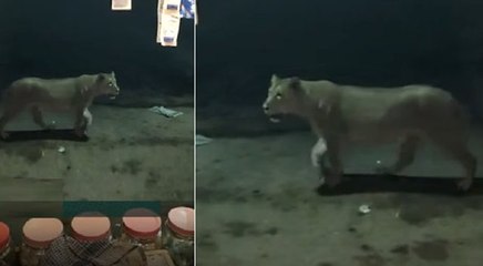 कुत्ते का पीछा करते-करते बाजार में घुस आई शेरनी, पान वाले ने बनाया वीडियो, हो गया वायरल