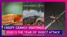 Locusts, Murder Hornets, & Other Creepy Crawly Sightings Made 2020 The Year Of 'Insect Attack'