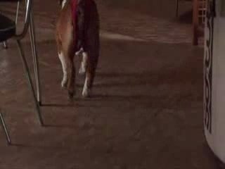 Van Wilder sperm.avi