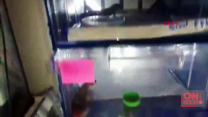 Kocaeli'de piton dolu eve baskın | Video