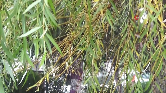 Yavru kedinin inadı, itfaiye ekiplerini dakikalarca uğraştırdı